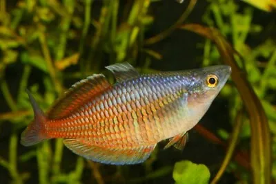 Ajamaru Rainbow Fish Melanotaenia Ajamaruensiscm 5cm • £10