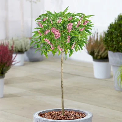 £24.99 • Buy Prunus Okame | Small Flowering Cherry Ornamental Patio Trees For Small Gardens