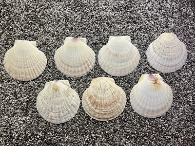 $18 • Buy Lot Of 7 Shells 4-5” Wide Scallop Seashells Cream Color Crafts Or Food Display