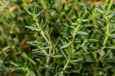 £2.75 • Buy 1500 Herb Thyme Seeds
