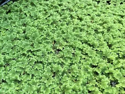 *BUY 2 GET 1 FREE* Azolla Filiculoides Fairy Moss Live Aquarium Floating Plant ✅ • $8.99