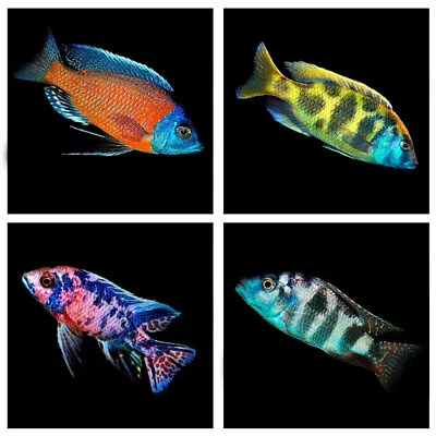 10 X Assorted Lake Malawi Cichlids | Randomly Selected | Amazing Tropical Fish • £50.60