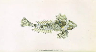 Dragonet Vintage Fish Print Edward Donovan Old Picture 1990 CNHPF#31A • $4.34