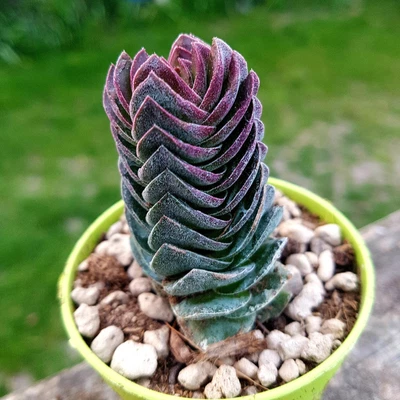 £7.99 • Buy Crassula Buddha's Temple Succulent In Pot