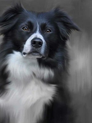 £109 • Buy Nigel Hemming BORDER COLLIE Print, Ltd Edition  Signed By The Artist 