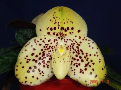 $45 • Buy Paphiopedilum Wenshanense Orchid In 68mm Pot