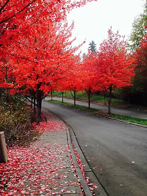 40+ FAST GROWING TREE SEEDS: Red Maple (Acer Rubrum) | FREE SHIPPING USA SELLER • $2.95