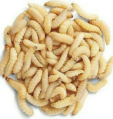 Live Wax Worm Reptile Feeder Food Lizard Living WaxWorm Fish Bait Feed Diet • $3