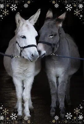 CHARITY Pony & Donkey Christmas Cards 10 PacK • £4.80