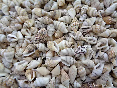 50g - OVER 150 TINY NASSA SEA SHELLS 8 - 15 Mm WHITE BROWN GREY Shell Craft • £3.95