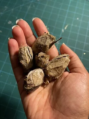 5 Empty Polyphemus Moth (Antheraea Polyphemus) Cocoons For Artwork • $3