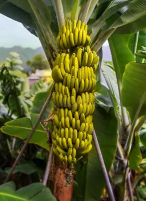 10 X Banana Tree Seeds. Musa Yunnanensis Seeds Yunnan Banana... • £2.81