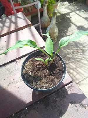 £5.50 • Buy Hosta Reptillian