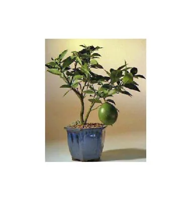 Lemon Tree Bonsai  Flowering Citrus Meyer Lemon Tree 8 Y Old 14  Tall • $175.95