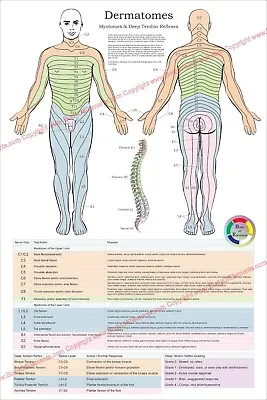 Dermatomes Myotomes Poster 24  X 36  Chiropractic Nerves Medical Chart Laminated • $24