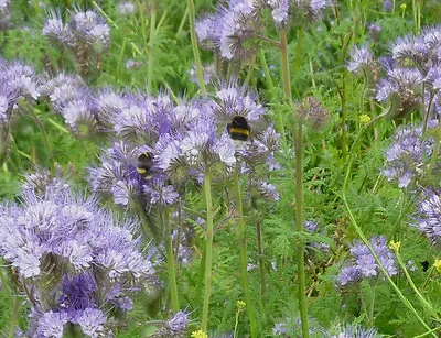 Green Manure - Phacelia Tanacetifolia - 500 Gram ~ Approx 280000 Seeds • £10.99