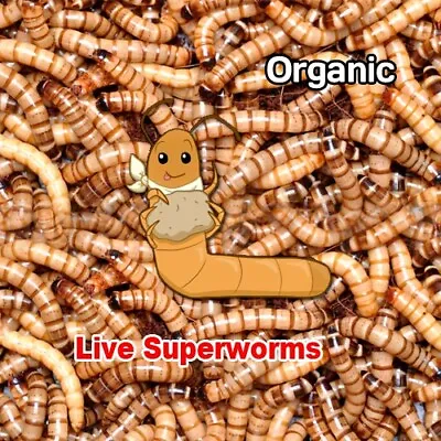 300+live Large1.5 -2  Organic Superworm  Live Guarantee  • $28.99