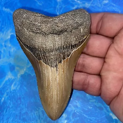 Megalodon Shark Tooth 4.47” Huge Teeth Meg Scuba Diver Direct Fossil Nc 2833 • $13.50