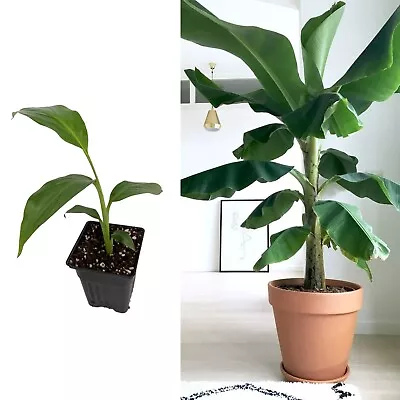 Musa Basjoo (Japanese Fibre Banana) In 9cm Pot - Indoor Plant • £13.99