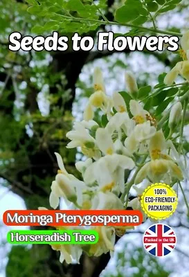 £2.99 • Buy Moringa Pterygosperma - Horseradish Tree - Tropical - Compostable Pack 8 Seeds 