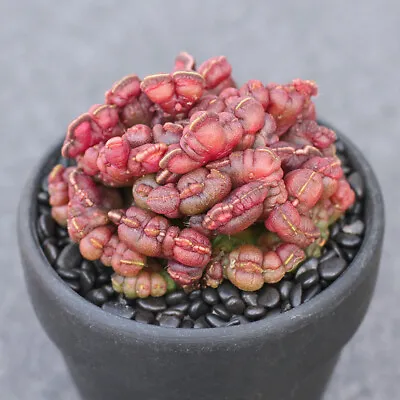 Mammillaria Haw. Cactus Succulent Plants Potted Plants Home Garden Bonsai • $25.84