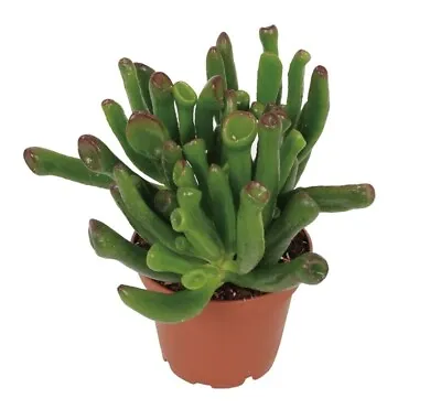 £10.99 • Buy Crassula Ovata GOLLUM Jade Plant Succulent Indoor Houseplant In A 9cm Pot