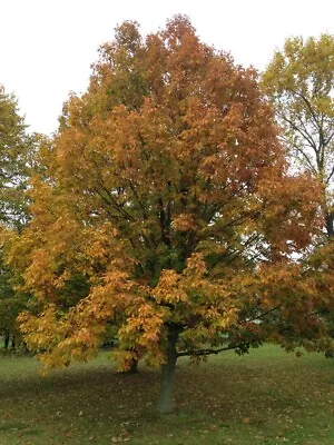 Chestnut Oak  (4) TREES 13-18  In  (with A Free Orange Tree) • $40.99