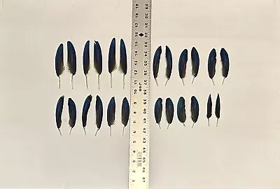 24 Blue & Gold Macaw Body Feathers (Between 3.375  To 5.125  In Length) • $35