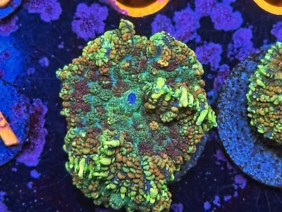 1  Green Orange And Red Rhodactis Mushroom Coral - High Voltage Corals • $29.99