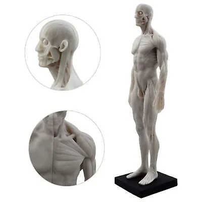 30cm Male Anatomy Figure Anatomical Model Artist Drawing Manikin Mannequin White • $29.99