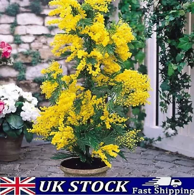 Silver Wattle Mimosa Seeds  Acacia Dealbata Evergreen Tree Plant Seeds • £4.50