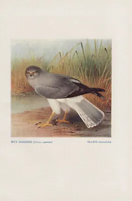 £7.27 • Buy Kornweihe (Circus Cyaneus) Colour Printing From 1923 Hen Harrier Birds Of Prey