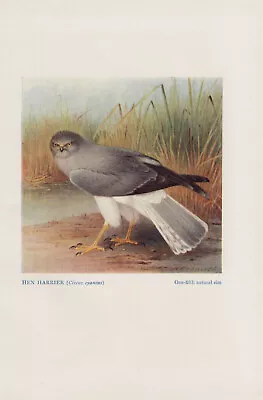 £7.22 • Buy Kornweihe (Circus Cyaneus) Colour Printing From 1923 Hen Harrier Birds Of Prey