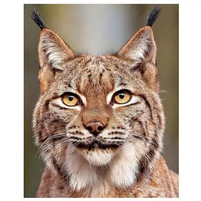 Bobcat Face Diamond Painting Animal Design Canvas Display House Wall Decorations • $16.14