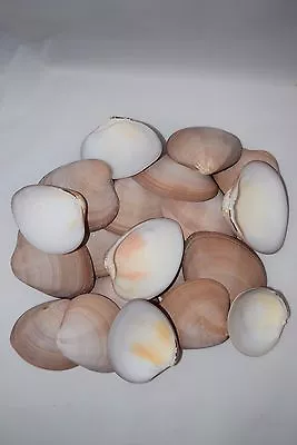 $190.99 • Buy Brown Clam Sea Shell Beach Craft Scallop 3  - 4  (180 PCS )