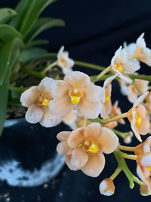 $55 • Buy Select Barrita Orchids Sarcochilus INDP/121