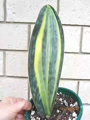 Sansevieria Masoniana Congo Variegated Plant In 140mm Pot. • $55