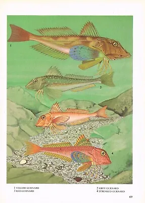 Gurnard Yellow Grey Red And Streaked Fish Print Picture Vintage 1972 OBOV#69 • $4.34