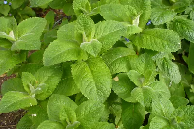 ORGANIC 250 X MINT Round Leaved/Egyptian Seeds – Quality Seeds *Fast Dispatch* • £2.95