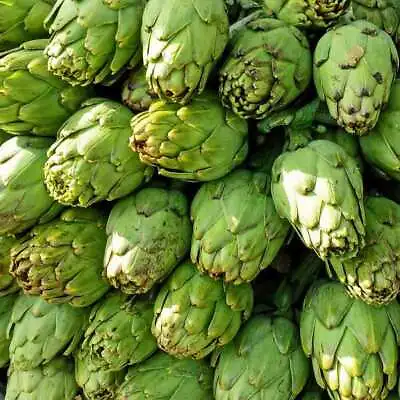 Artichoke Seeds 25 Green Globe Vegetable Garden NON-GMO USA FREE SHIPPING • $2.50