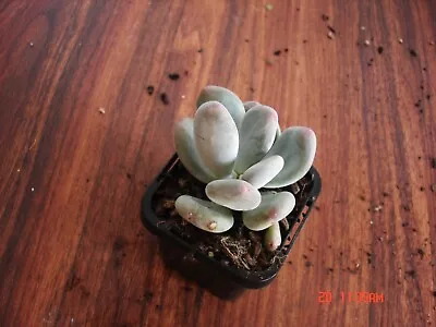 GRAPTOPETALUM AMETHYSTINUM   Lavender Pebbles  • $5