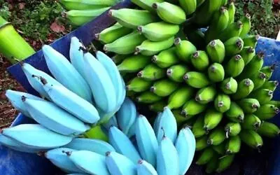 -Musa-ICE CREAM (BLUE JAVA)- Live Banana Tree-SMALL ROOTED STARTER PLANT- • $29.99