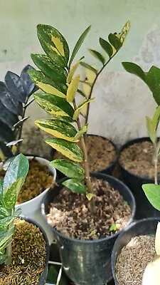 10 Plants Zamia Culcas Zamiifolia Variegated Free Phytosanitary • $300