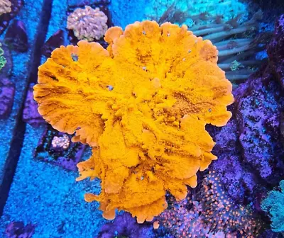 SPS - Setosa Montipora - Live Coral - QCR (Queen City Reefs) • $30