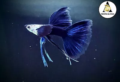 $31.95 • Buy 1 Pair - HB Blue Ribbon Long Fin - Live Guppy Fish High Quality US Seller.