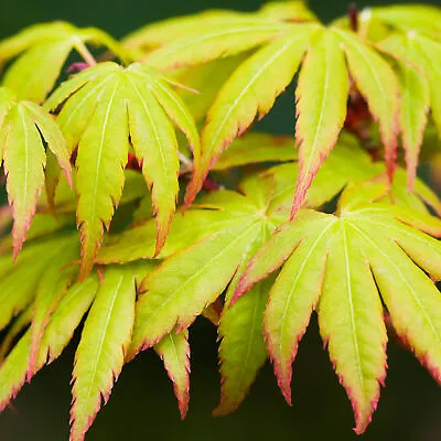 Acer Palmatum 'Sango-Kaku' | Japanese Maple Deciduous Garden Plant Tree In Pot • £59.99