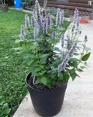 100 ORGANIC Superior LICORICE MINT Agastache Rugosa Korean Tea Herb Flower Seeds • £2.41