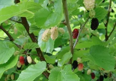 Morus Nigra | Blackberry | Black Mulberry | Persian Mulberry | 10 Seeds • $4.79