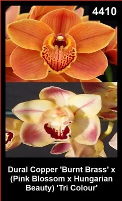 $18 • Buy OoN Cymbidium Orchid NC4410 Dural Copper X(PB X HB) 'Tricolour' 68mmPots
