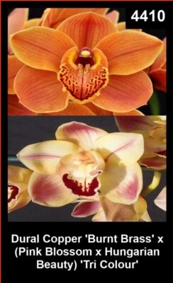 $18 • Buy OoN Cymbidium Orchid NC4410 Dural Copper X(PB X HB) 'Tricolour' 68mmPots